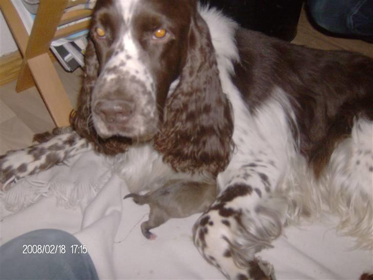 Engelsk springer spaniel sylle - jeg kan også værer babysitter billede 16