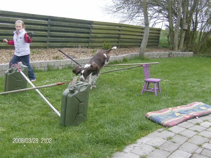Engelsk springer spaniel sylle - Mijn lille spring vovse  billede 17