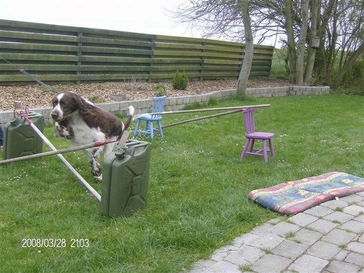Engelsk springer spaniel sylle - Igen <3 billede 18
