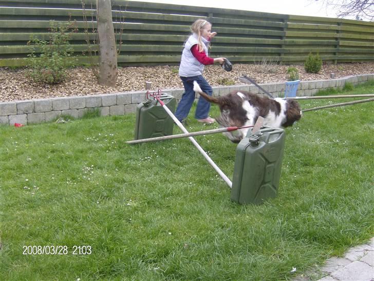 Engelsk springer spaniel sylle - Så skal man jo også lige tilbage ..xD billede 19
