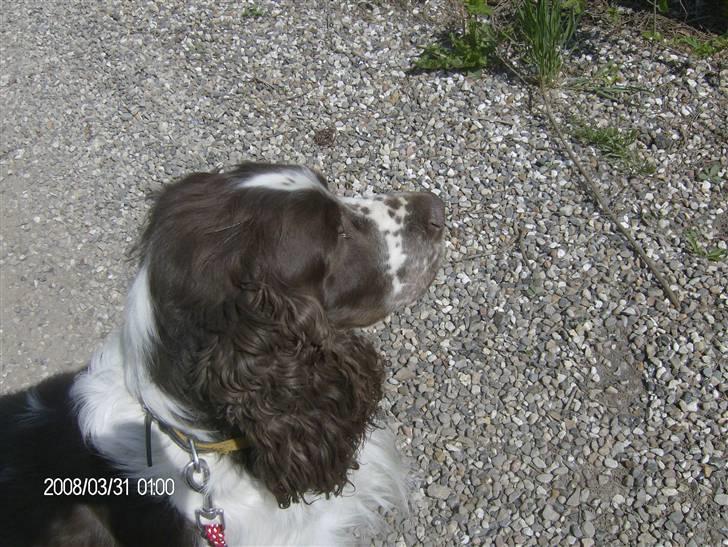 Engelsk springer spaniel sylle - Y-billede <3 billede 20