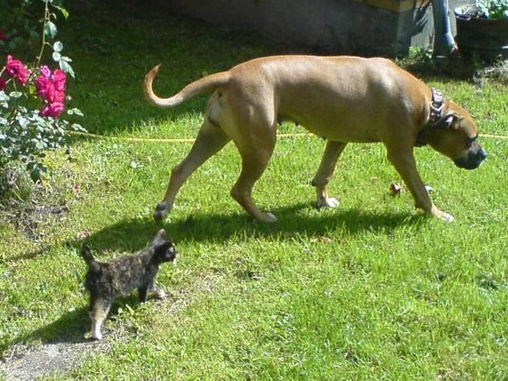 Blanding af racer Lola - Lola og mini missen billede 17