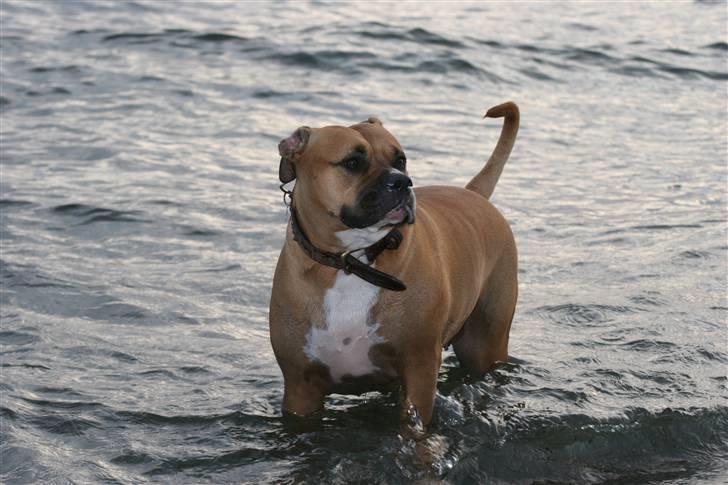 Blanding af racer Lola billede 18