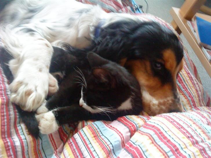 Cocker spaniel Felix - Felix som putter med hans bedste ven billede 2