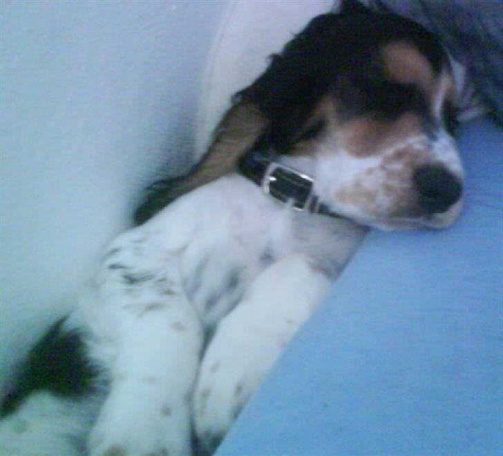 Cocker spaniel Felix - Felix som er fået omkuld billede 3