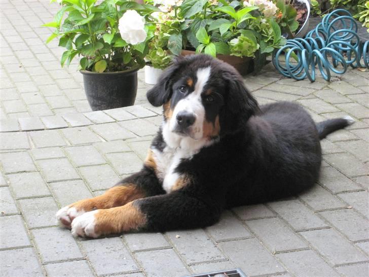 Berner sennenhund Valde billede 2