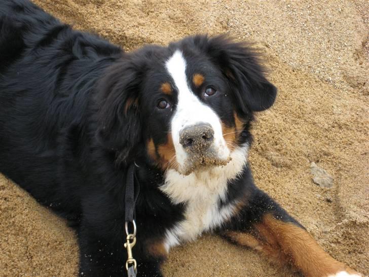 Berner sennenhund Valde billede 3