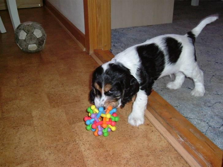 Cocker spaniel Felix - Felix med han yndlings bold billede 4