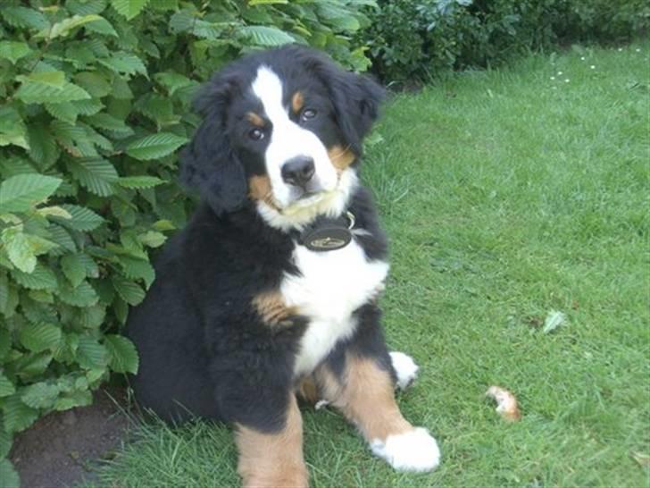 Berner sennenhund Valde billede 4