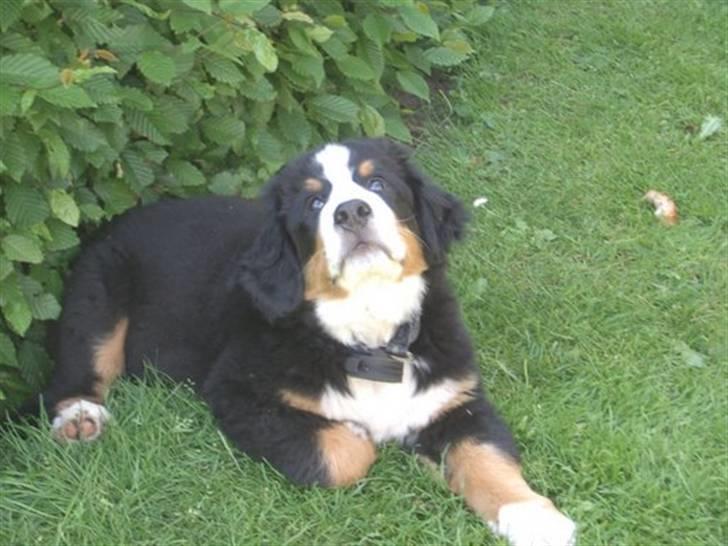 Berner sennenhund Valde billede 5