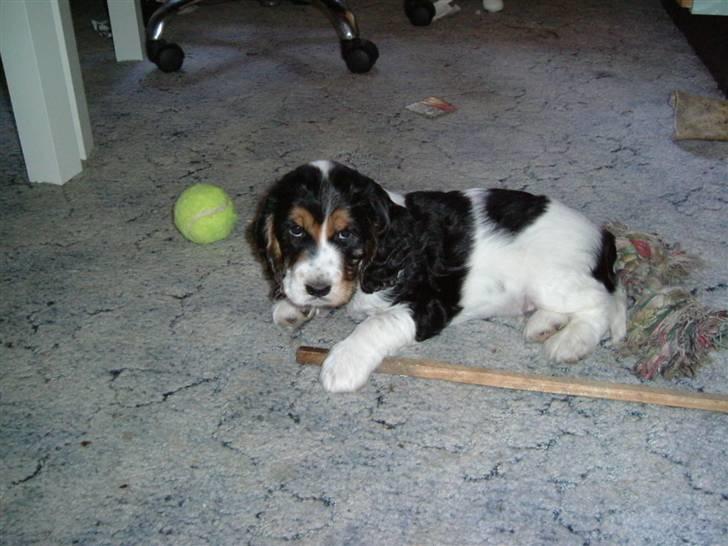 Cocker spaniel Felix - Felix med en masse legetøj billede 5