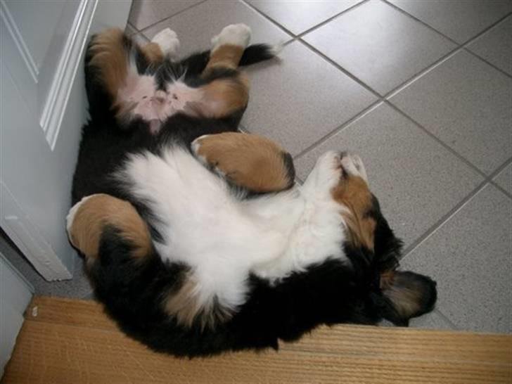 Berner sennenhund Valde billede 7