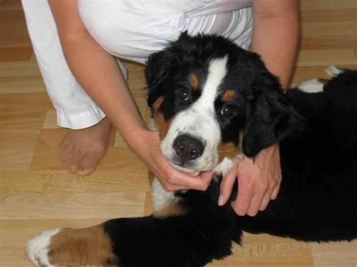 Berner sennenhund Valde billede 8