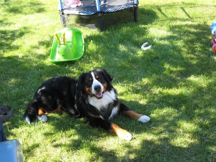 Berner sennenhund Valde billede 10