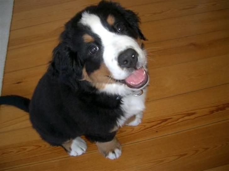 Berner sennenhund Valde billede 11