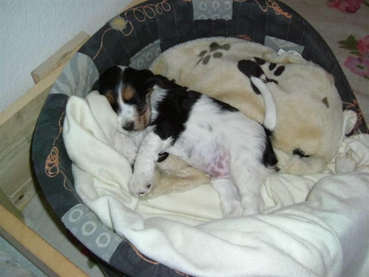 Cocker spaniel Felix - Felix som sover i hans kurv billede 6