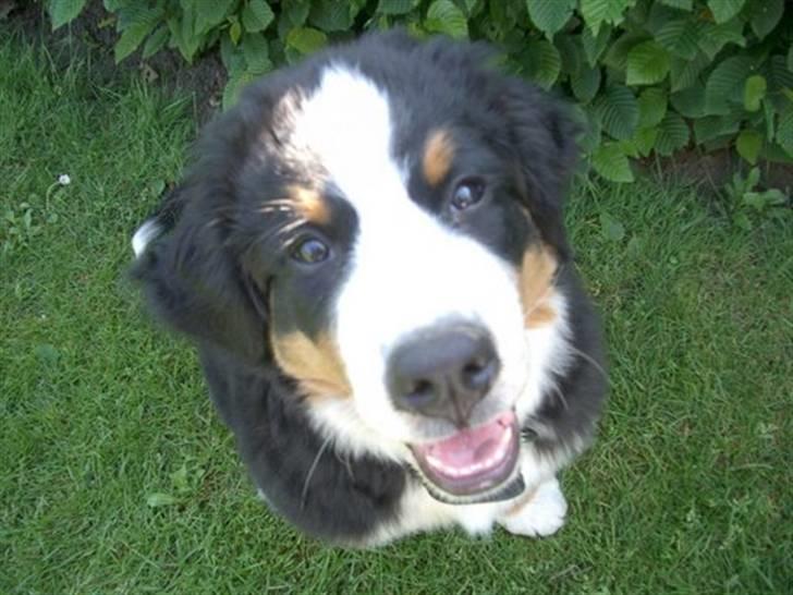 Berner sennenhund Valde billede 14