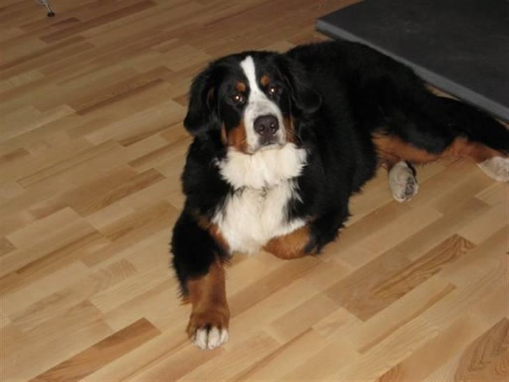 Berner sennenhund Valde billede 15