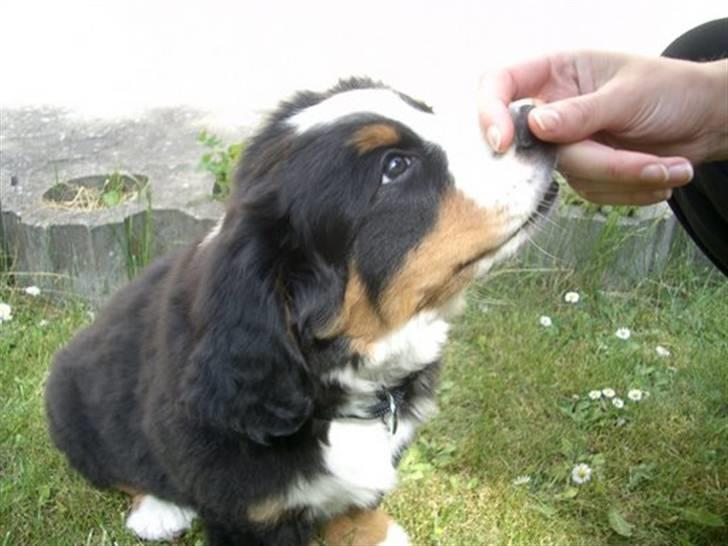 Berner sennenhund Valde billede 16