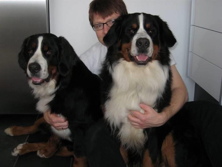 Berner sennenhund Valde billede 17