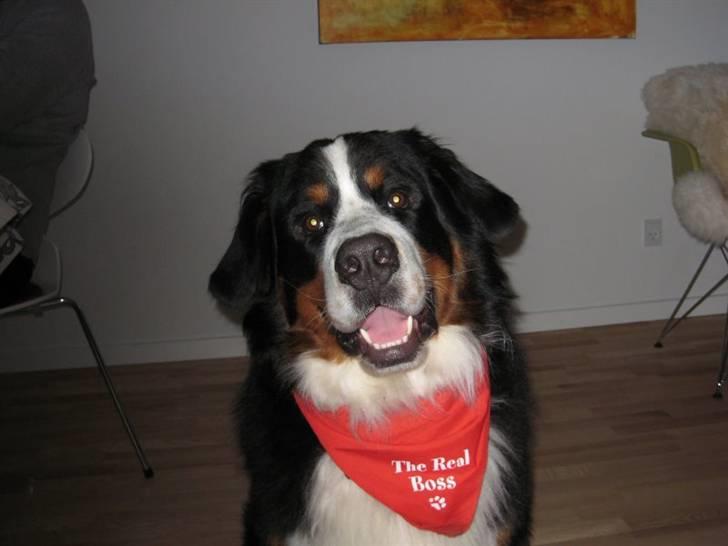 Berner sennenhund Valde billede 18