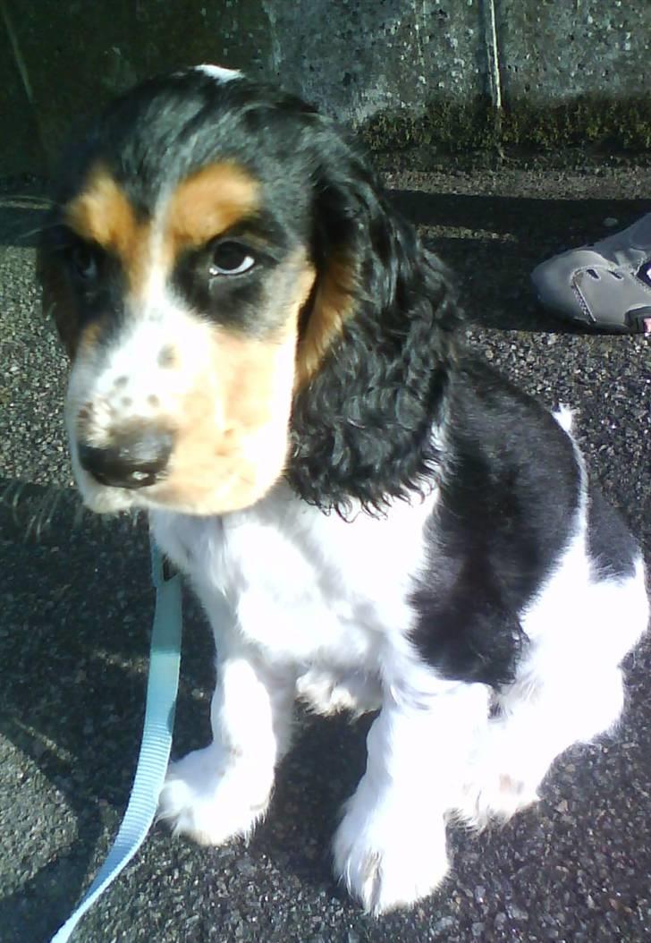 Cocker spaniel Felix - Felix ude på en tur billede 7