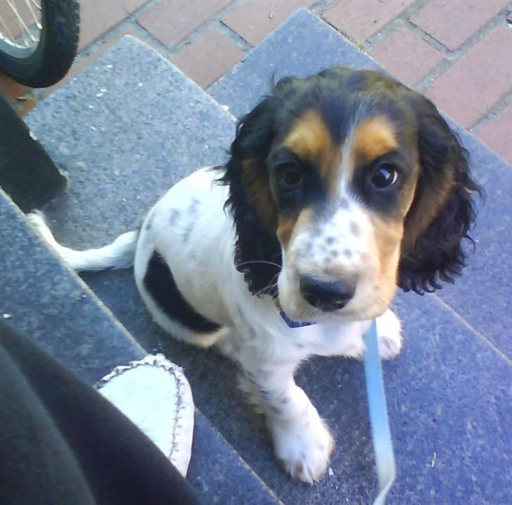 Cocker spaniel Felix - Felix ude på trappen billede 8