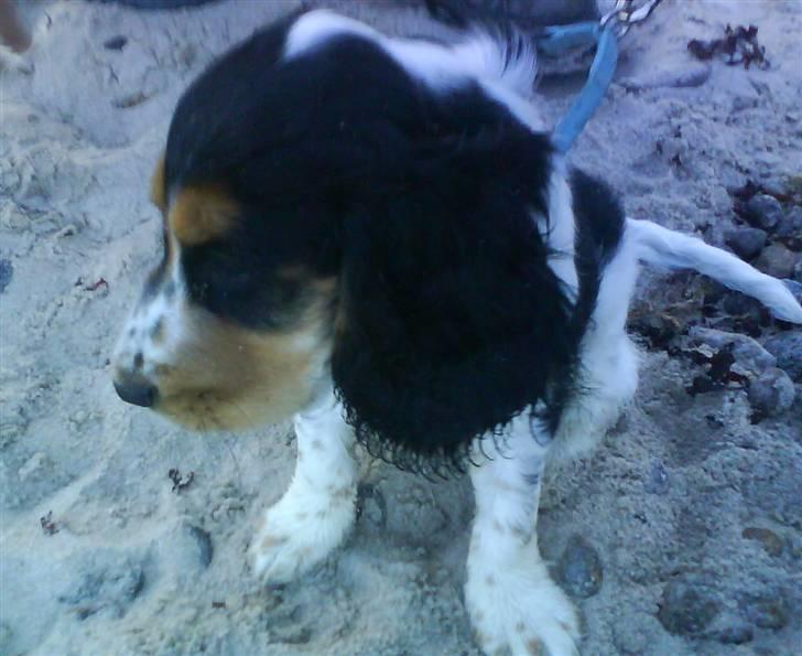 Cocker spaniel Felix - Felix på stranden billede 9