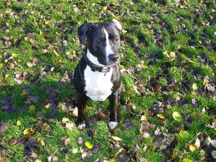 Amerikansk staffordshire terrier Kuno - Han er så søøøø´d billede 2