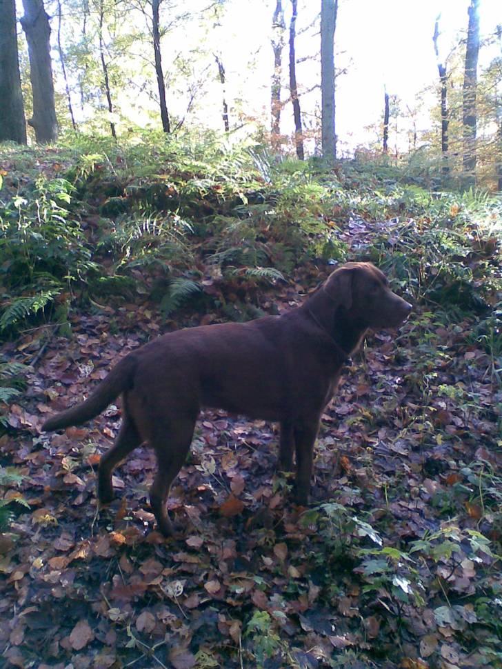 Labrador retriever Anton (Berg) - Dejlig efterårsdag i hundeskoven billede 12