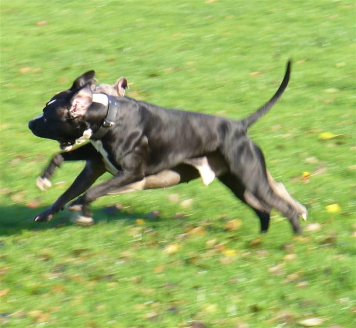 Amerikansk staffordshire terrier Kuno - Et kanon flot billede af ham :) billede 3