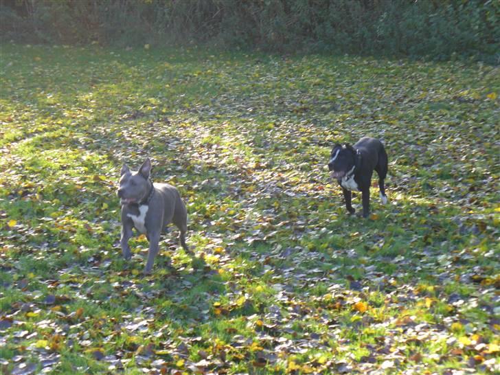 Amerikansk staffordshire terrier Kuno - På tur med Diablo :) billede 4
