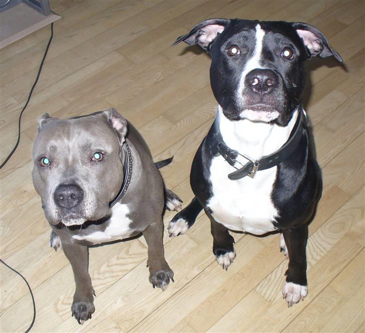 Amerikansk staffordshire terrier Kuno - Min aller bedste ven Diablo :) billede 5