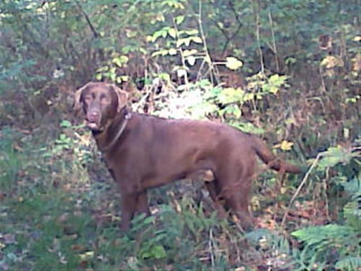 Labrador retriever Anton (Berg) - Sådan ser jeg ud nu 29-10-08 billede 13