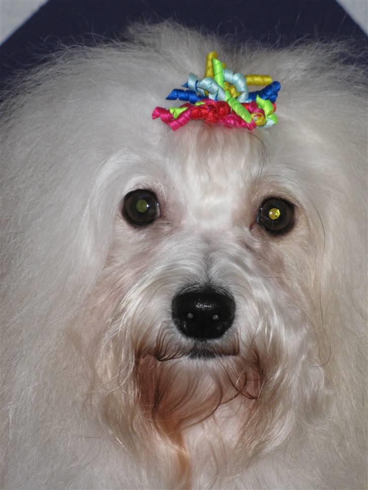 Coton de tulear Jegums Princess Cuti Pie - Den 28 december 2009. Godt nytår til alle billede 18