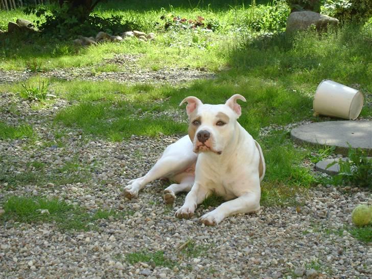 Amerikansk staffordshire terrier Naomi billede 9