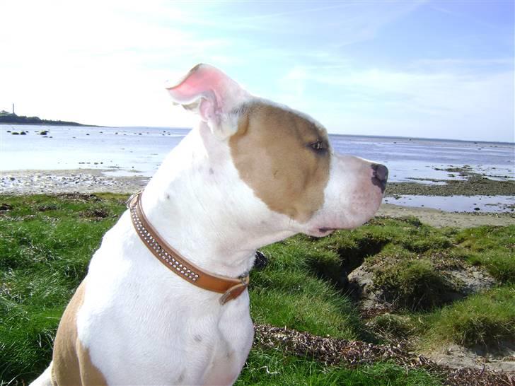 Amerikansk staffordshire terrier Naomi billede 10