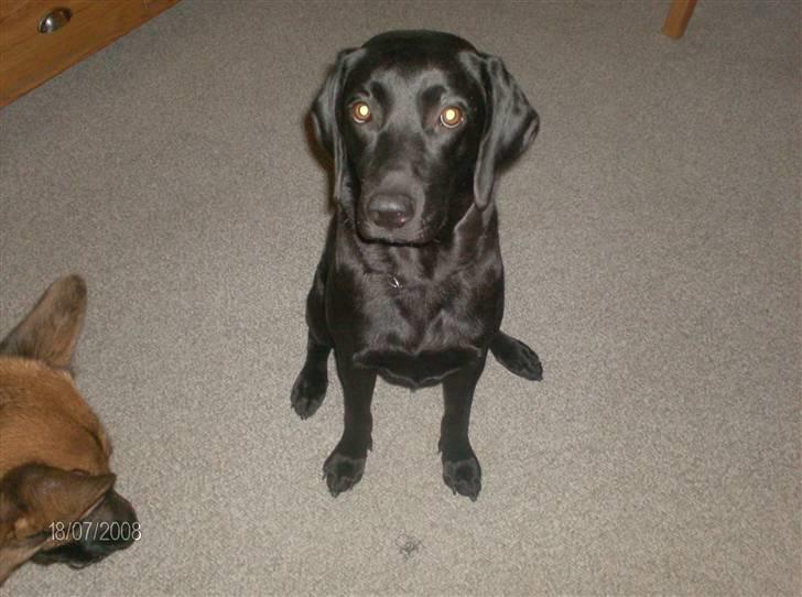 Labrador retriever malou billede 2