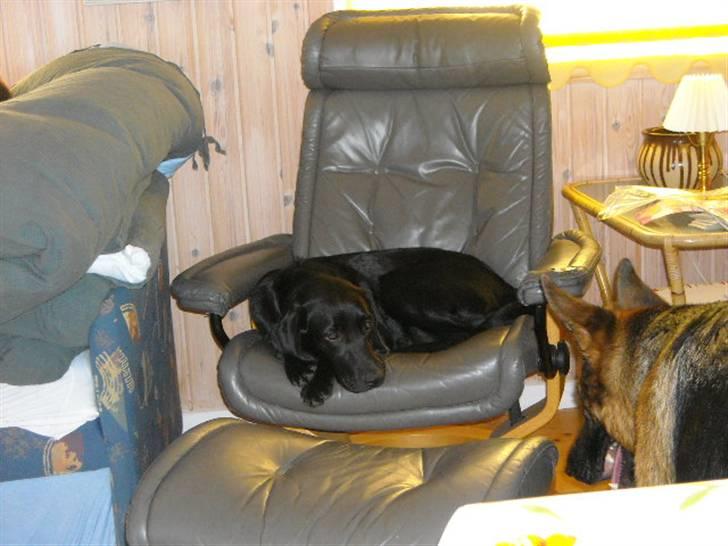 Labrador retriever malou billede 3