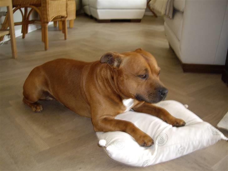 Staffordshire bull terrier Balou - Min dejlige Ballemand billede 1