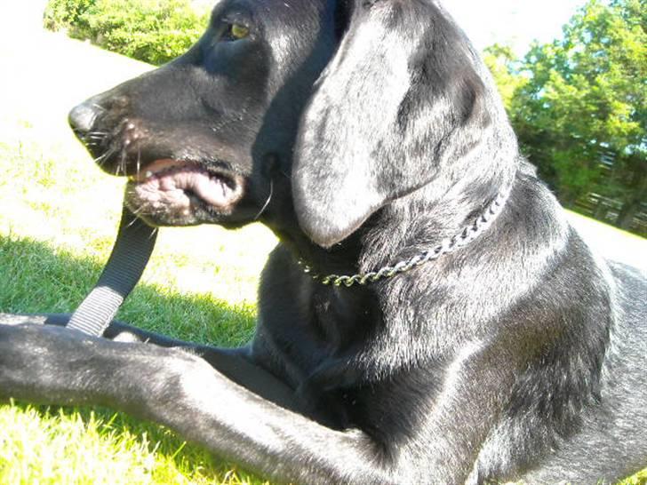 Labrador retriever malou billede 4