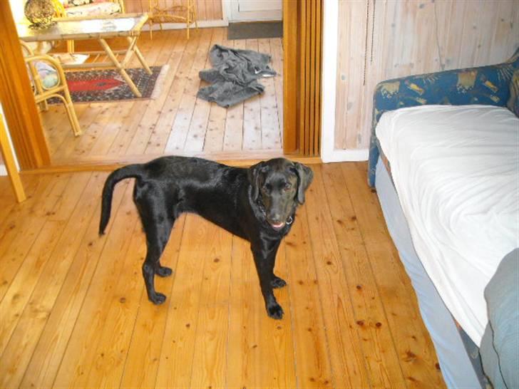 Labrador retriever malou billede 5