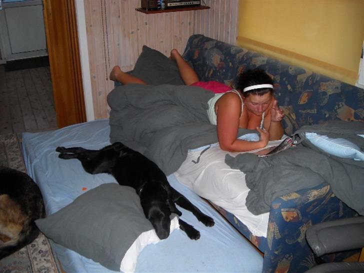 Labrador retriever malou billede 6