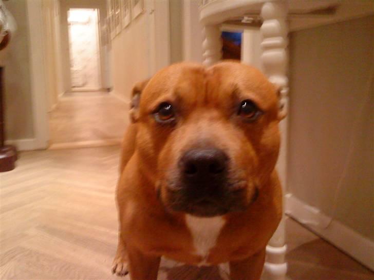 Staffordshire bull terrier Balou - elsker dig din dejlige hund billede 2