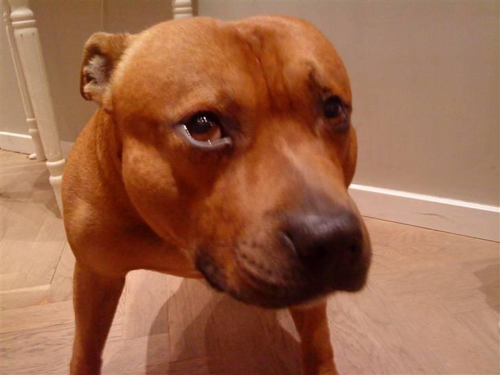 Staffordshire bull terrier Balou - du er så god til at få taget billeder skat <3 billede 3
