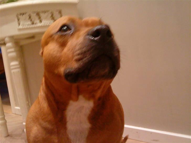 Staffordshire bull terrier Balou - I Love You min elskede hund <3 billede 4