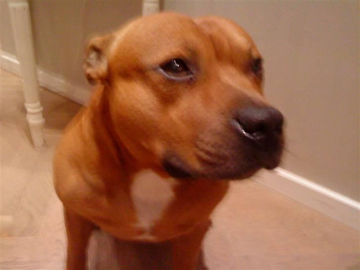 Staffordshire bull terrier Balou - du er godt nok bare sød hva? billede 5