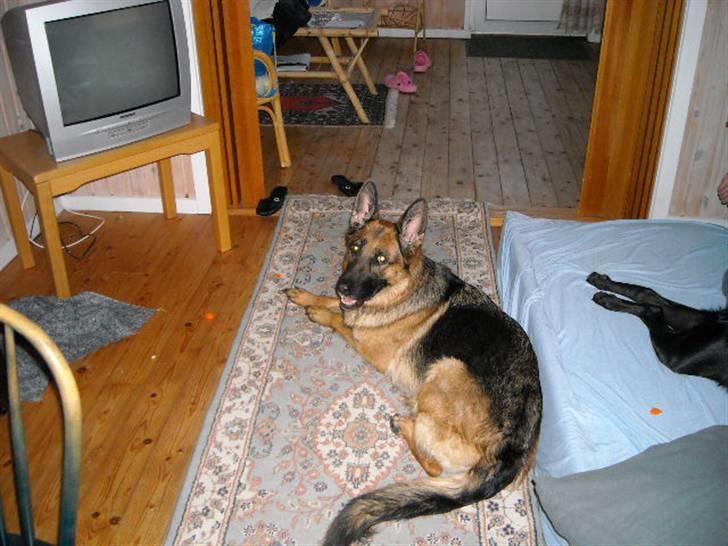 Schæferhund Zita (chefen) billede 2