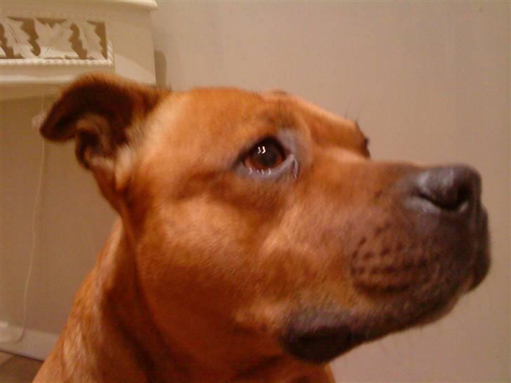 Staffordshire bull terrier Balou - Nuuur et sødt hoved billede 6