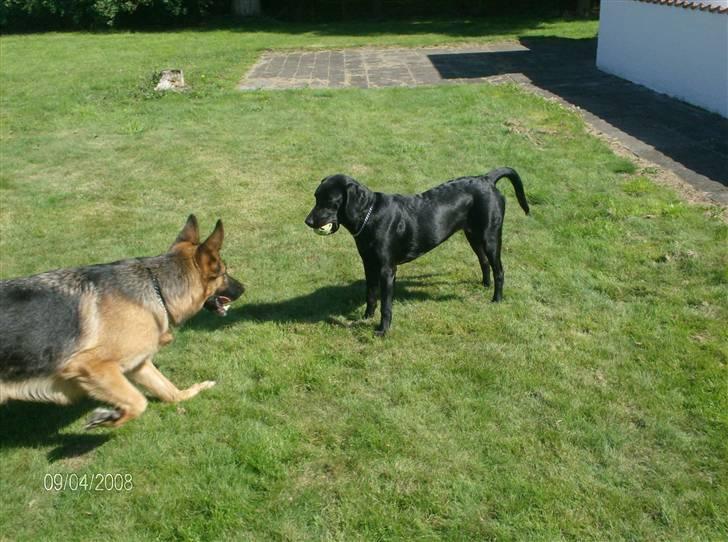 Schæferhund Zita (chefen) billede 3